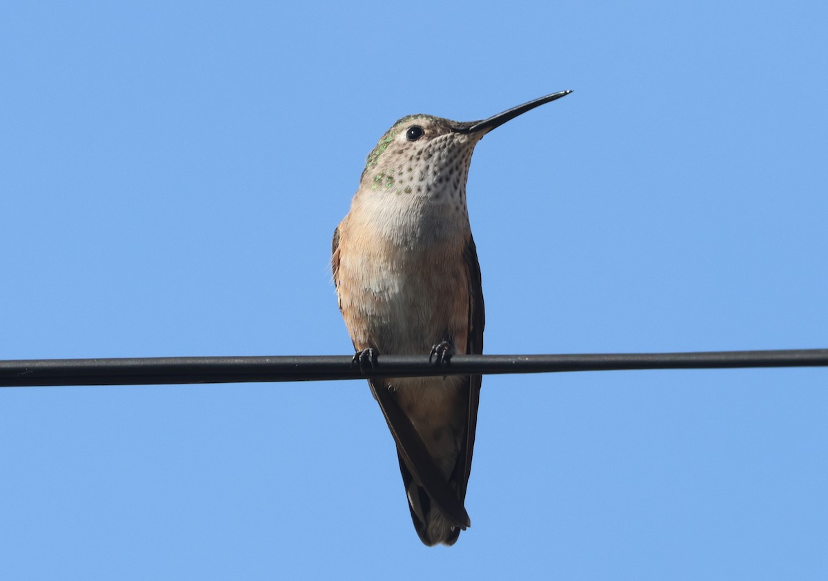 Broad-tailed Hummingbird - ML619756319