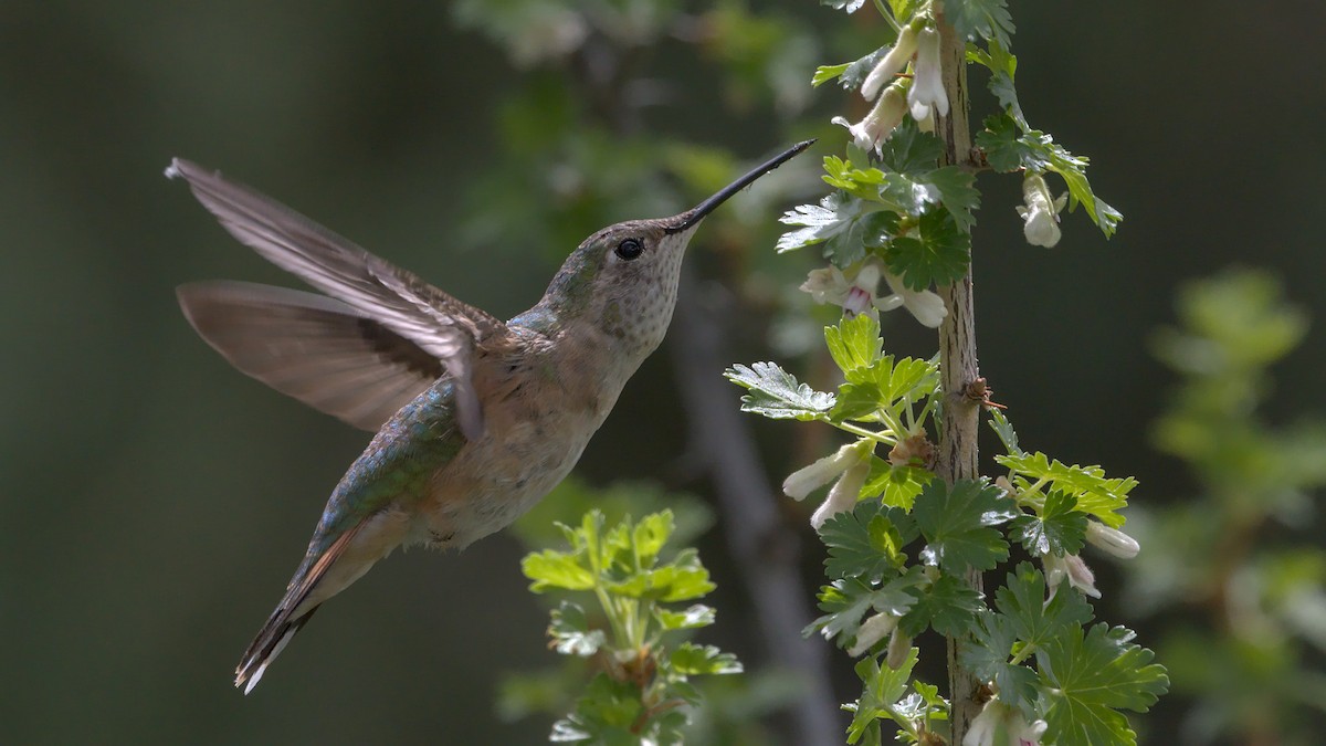 Broad-tailed Hummingbird - ML619756320