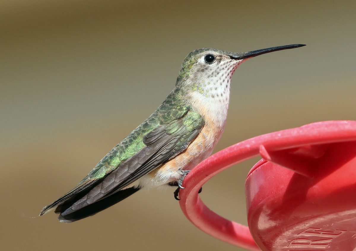 Broad-tailed Hummingbird - ML619756339