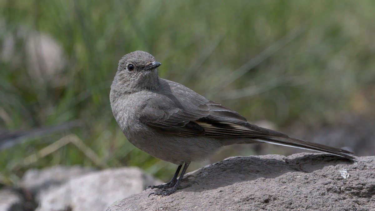 Townsend's Solitaire - ML619756344