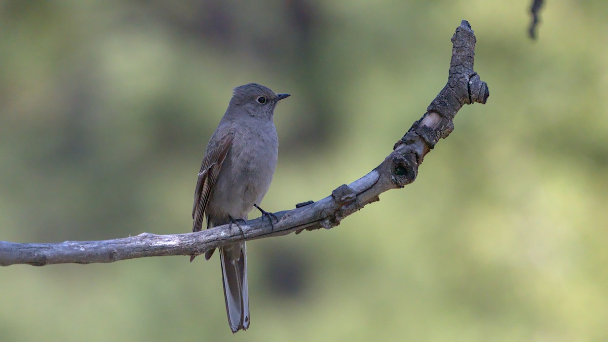 Townsend's Solitaire - ML619756391