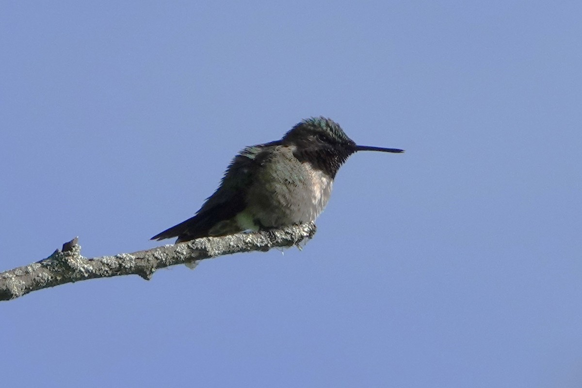 Ruby-throated Hummingbird - ML619756404