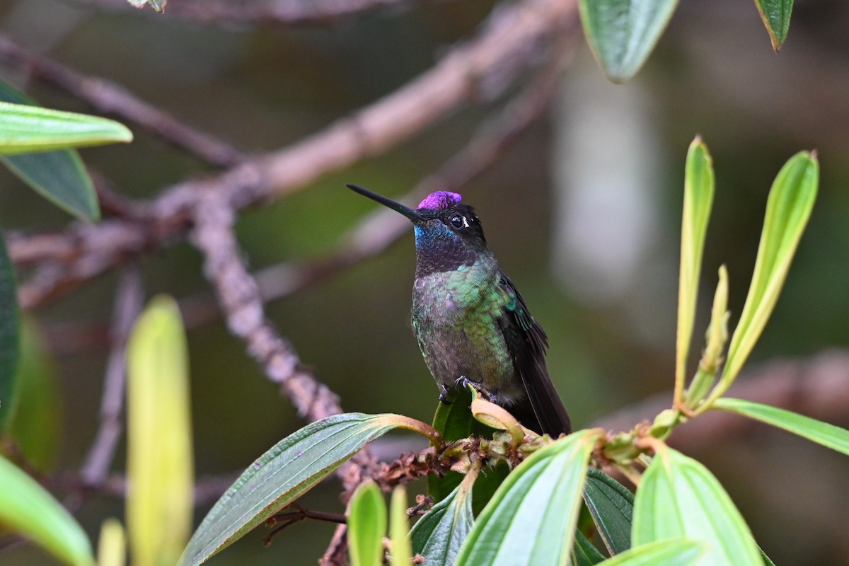 Talamanca Hummingbird - ML619756481