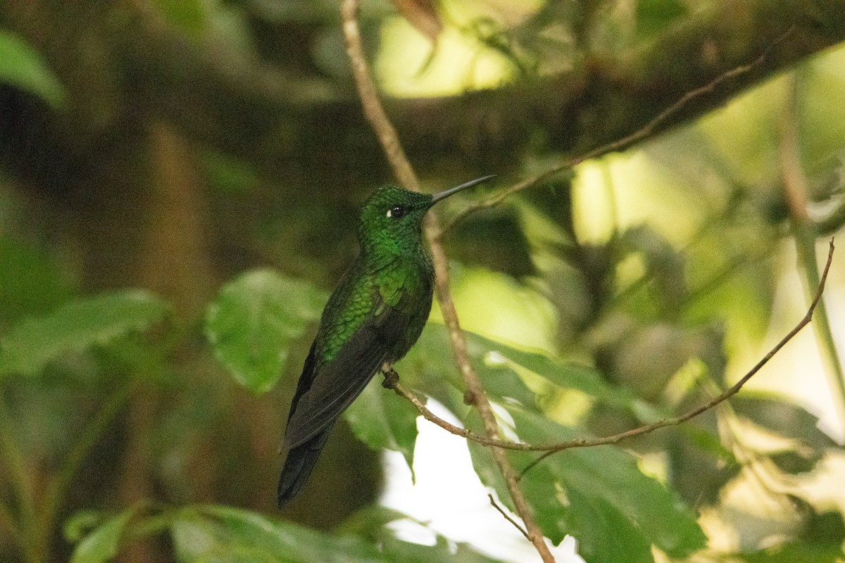 Green-crowned Brilliant - ML619756504