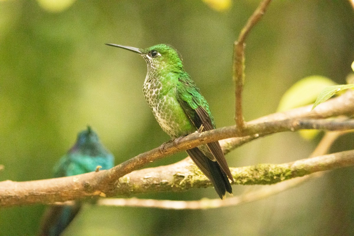 Green-crowned Brilliant - ML619756506