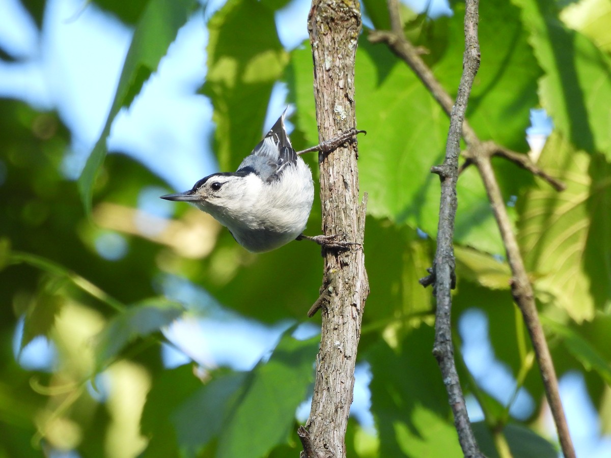 White-breasted Nuthatch - ML619756530