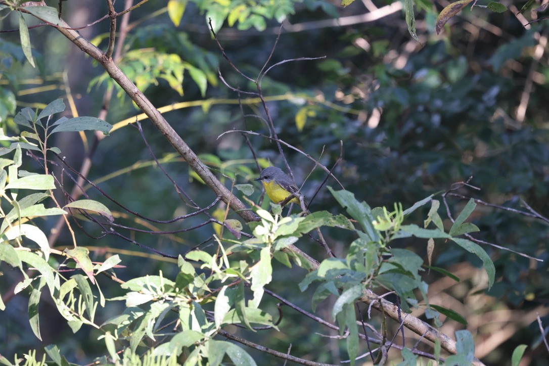Eastern Yellow Robin - ML619756586