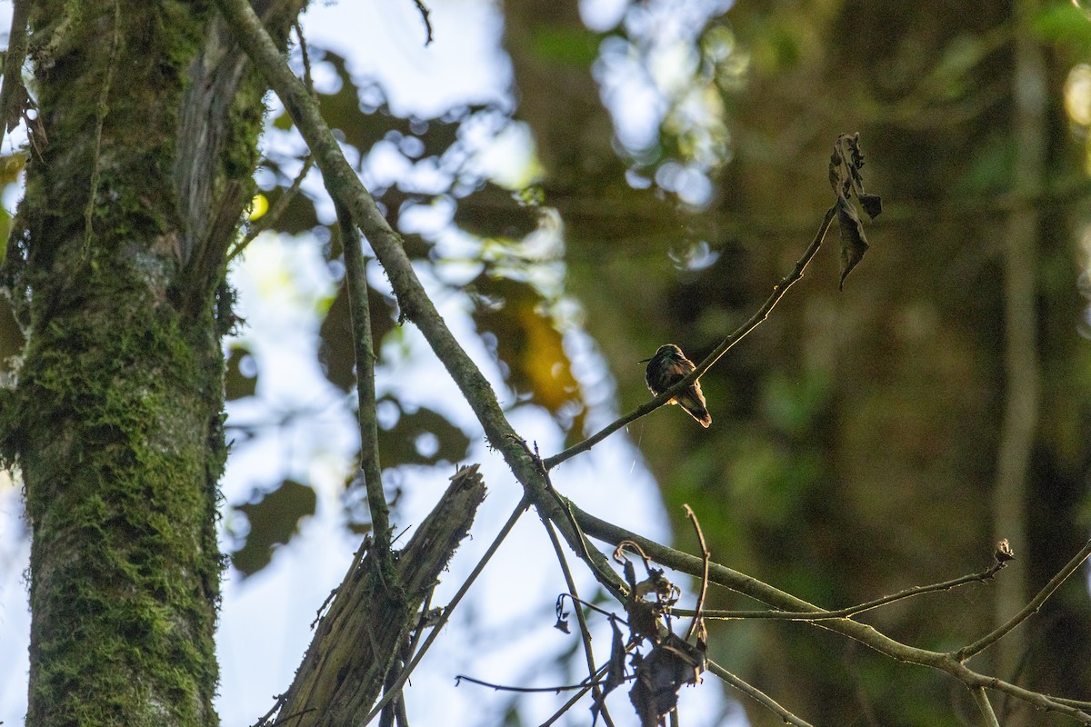 Stripe-tailed Hummingbird - ML619756600