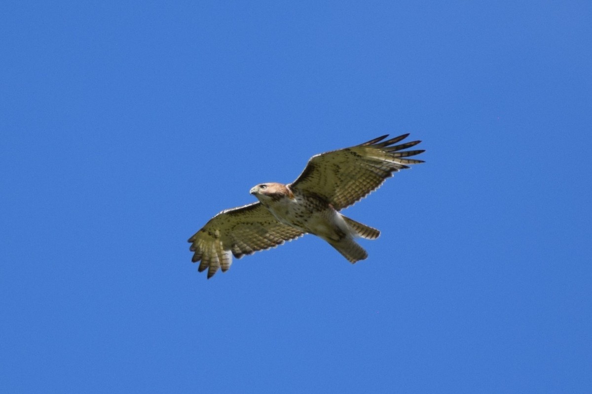 Red-tailed Hawk - ML619756610