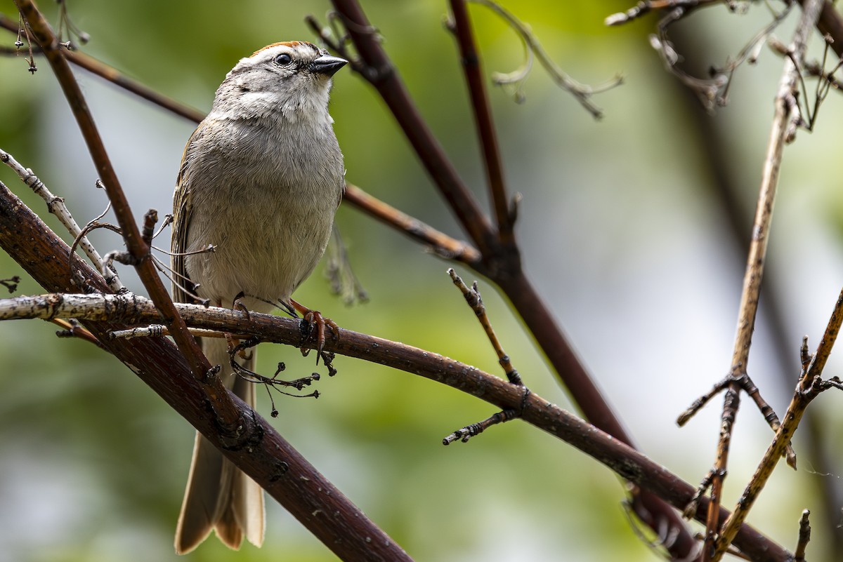 Chipping Sparrow - ML619756643