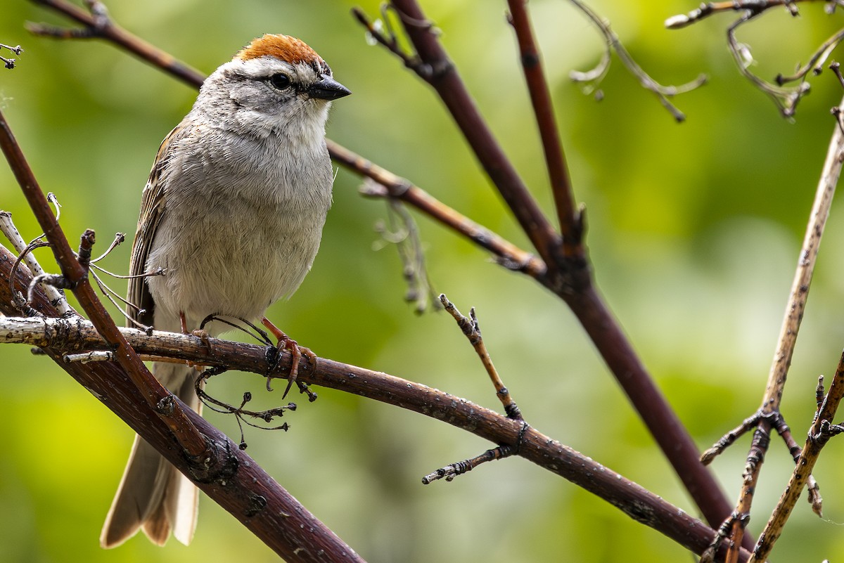 Chipping Sparrow - ML619756646
