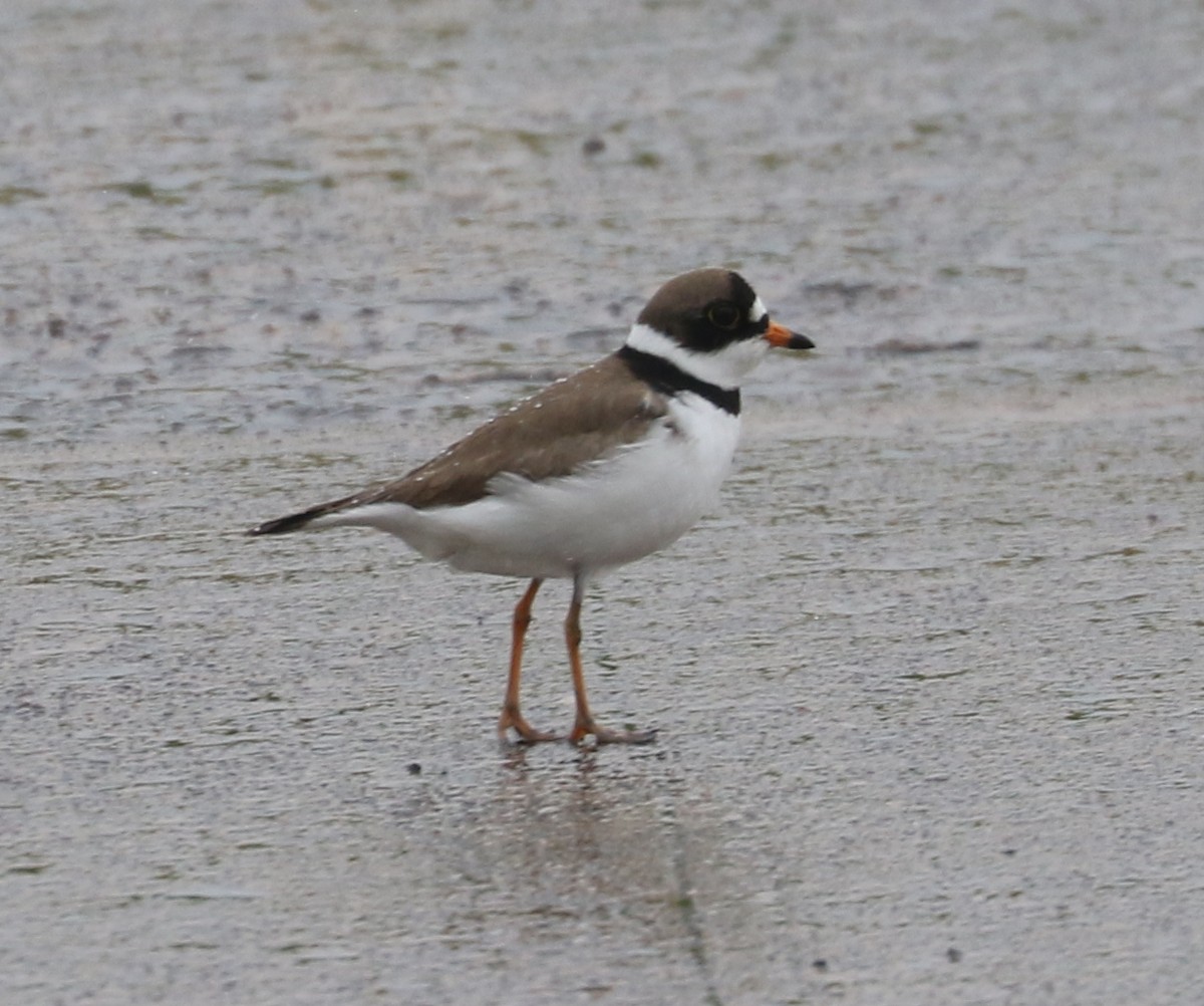 Semipalmated Plover - ML619756675