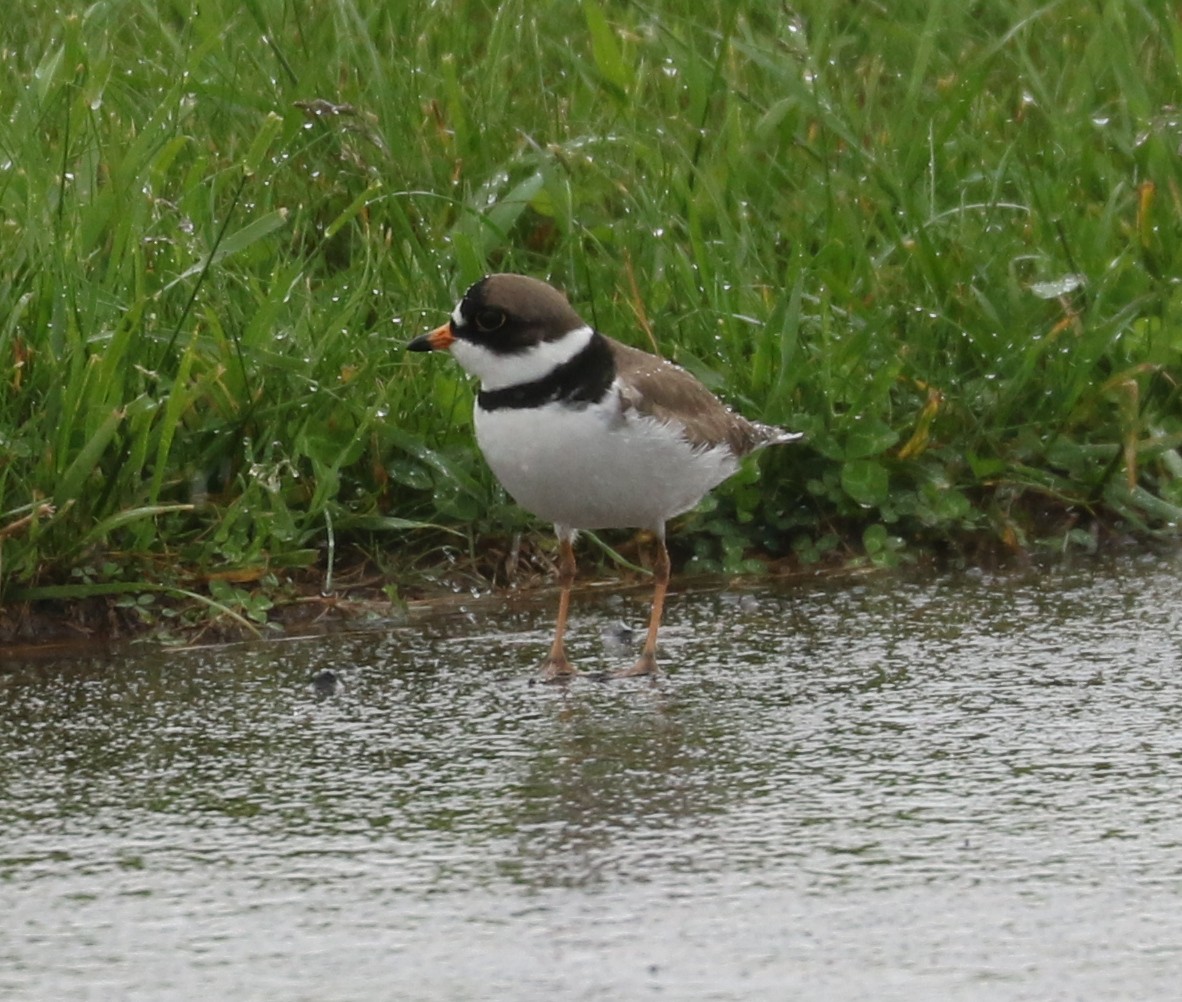 Semipalmated Plover - ML619756678