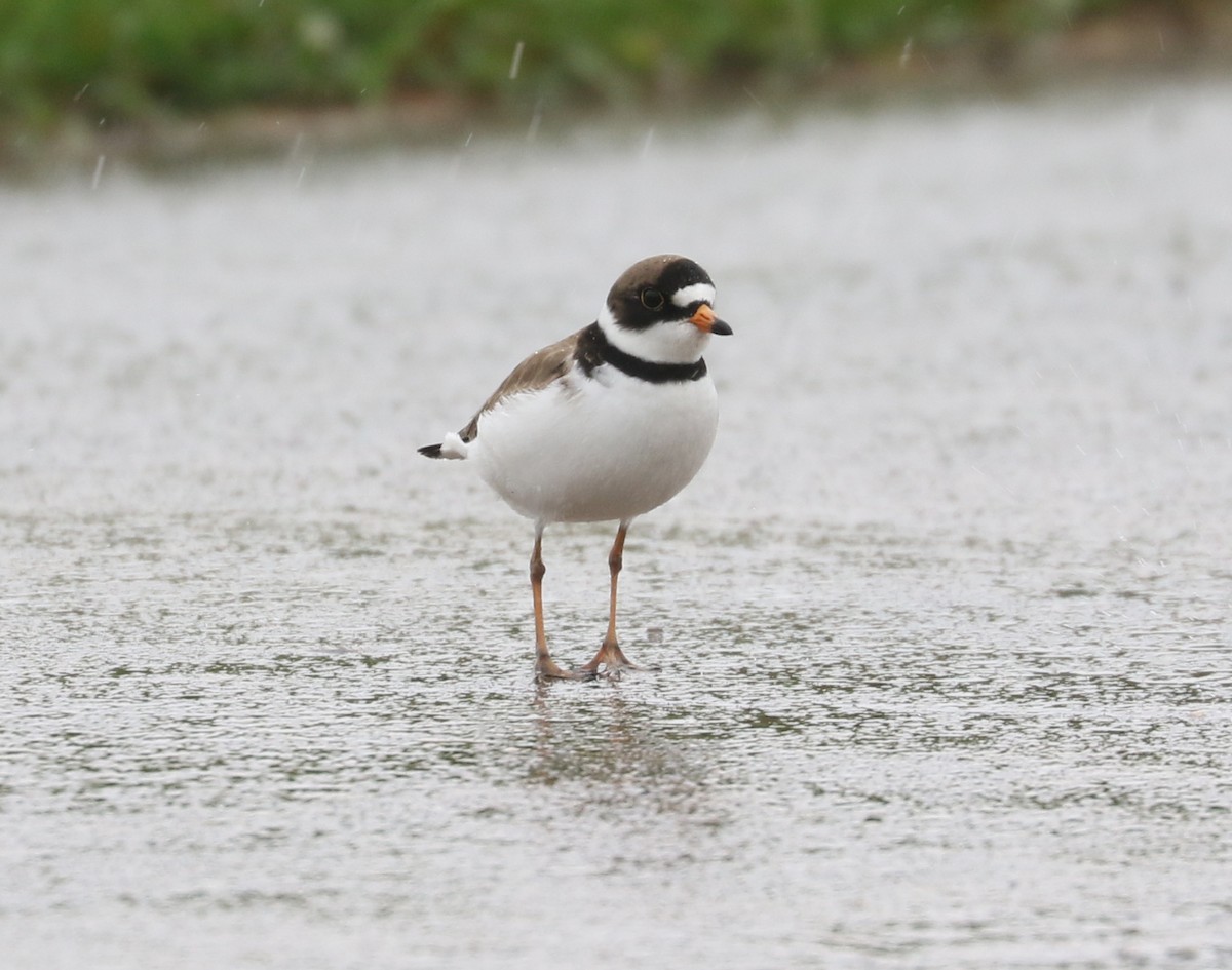 Semipalmated Plover - ML619756679
