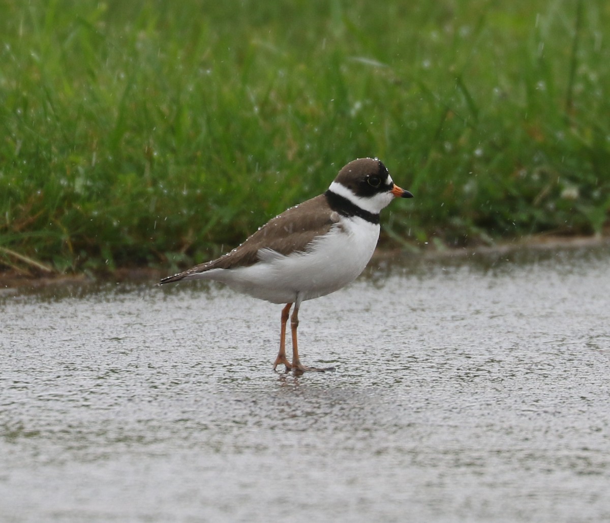 Semipalmated Plover - ML619756680