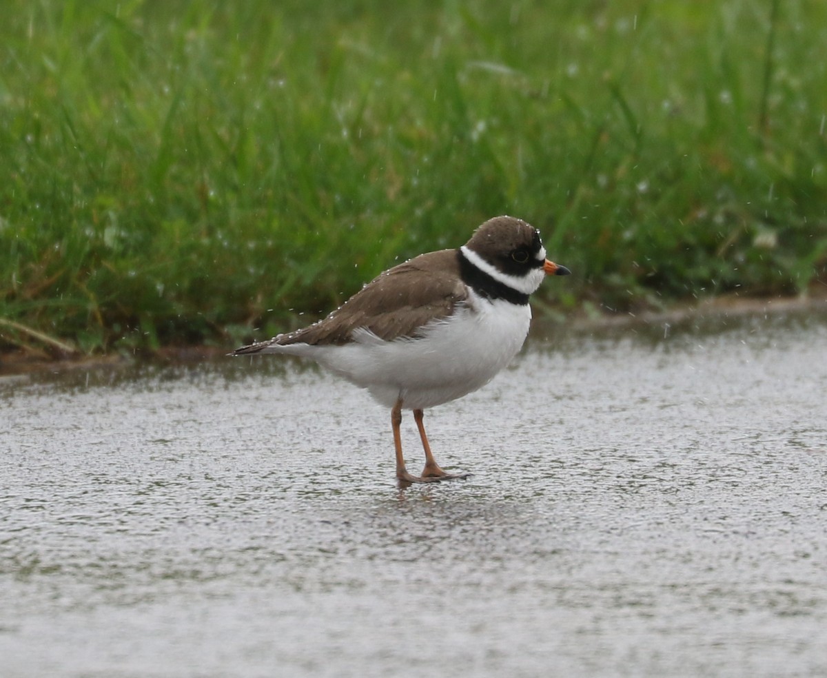 Semipalmated Plover - ML619756681