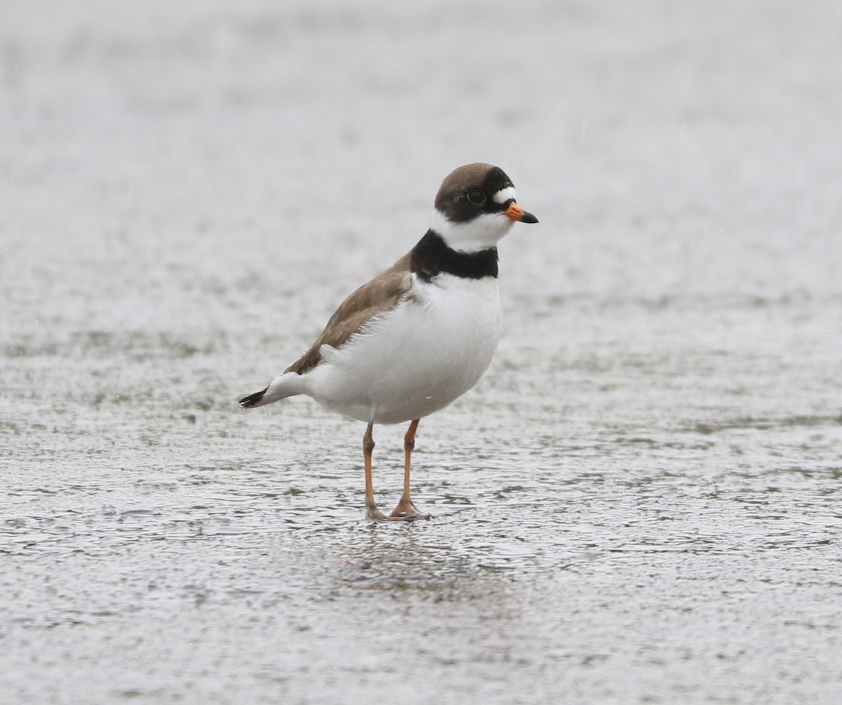 Semipalmated Plover - ML619756682
