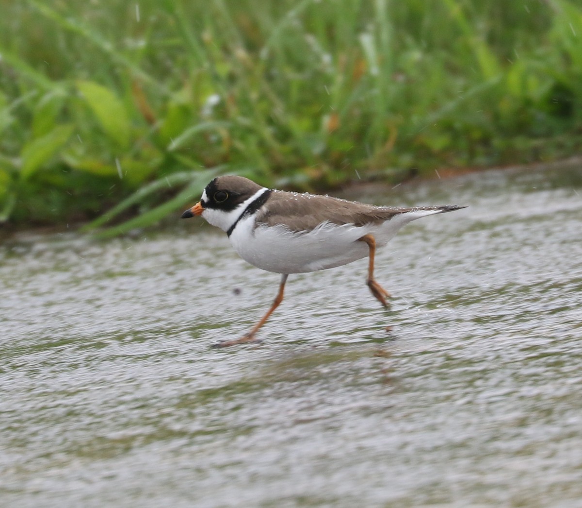 Semipalmated Plover - ML619756684