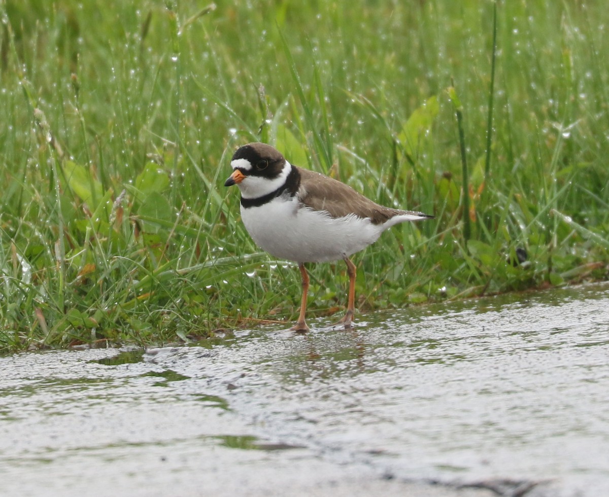 Semipalmated Plover - ML619756685