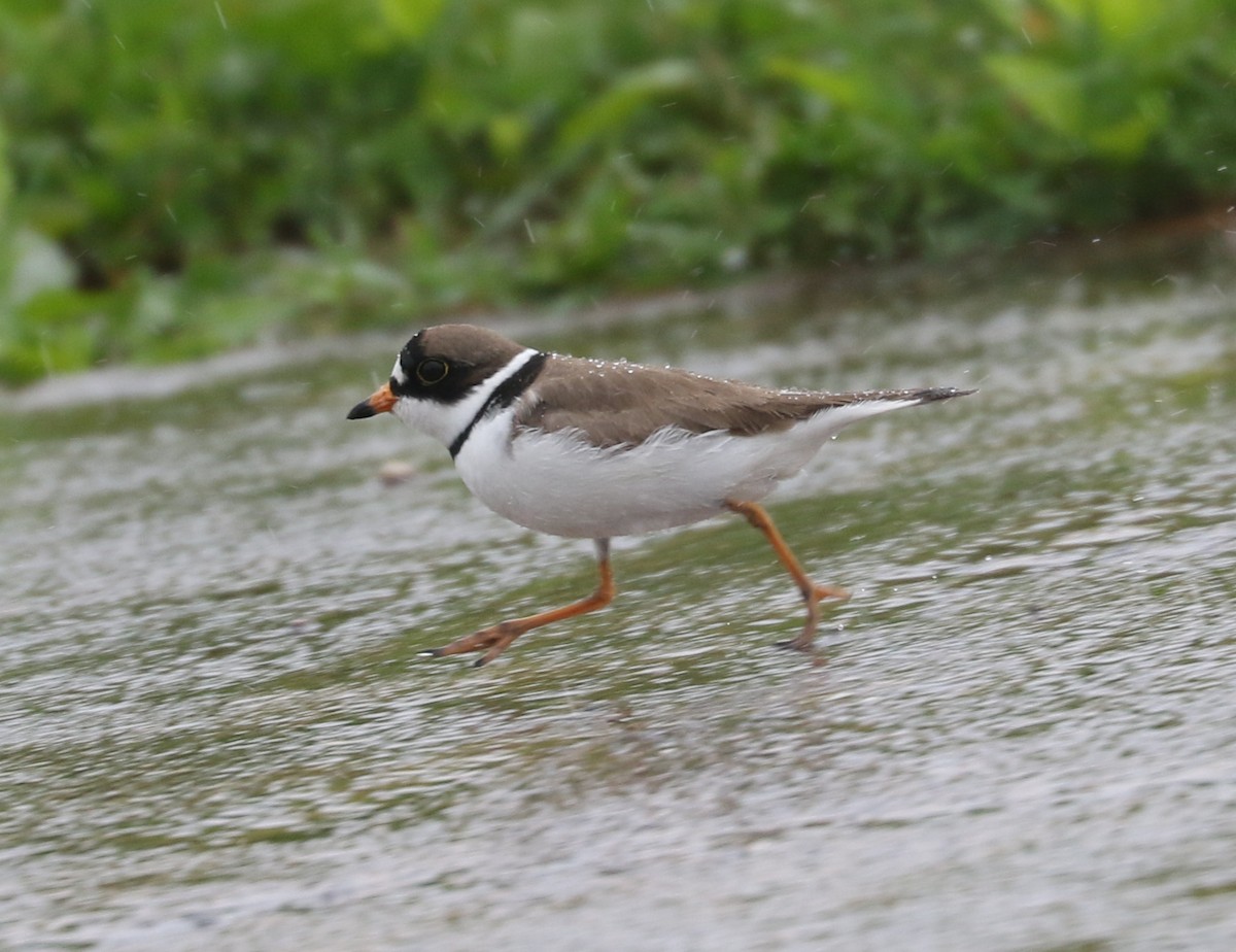 Semipalmated Plover - ML619756686