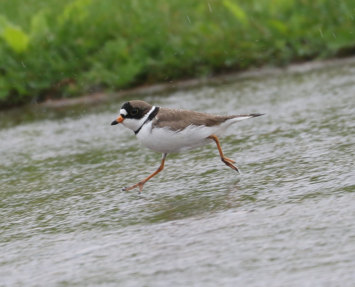 Semipalmated Plover - ML619756687