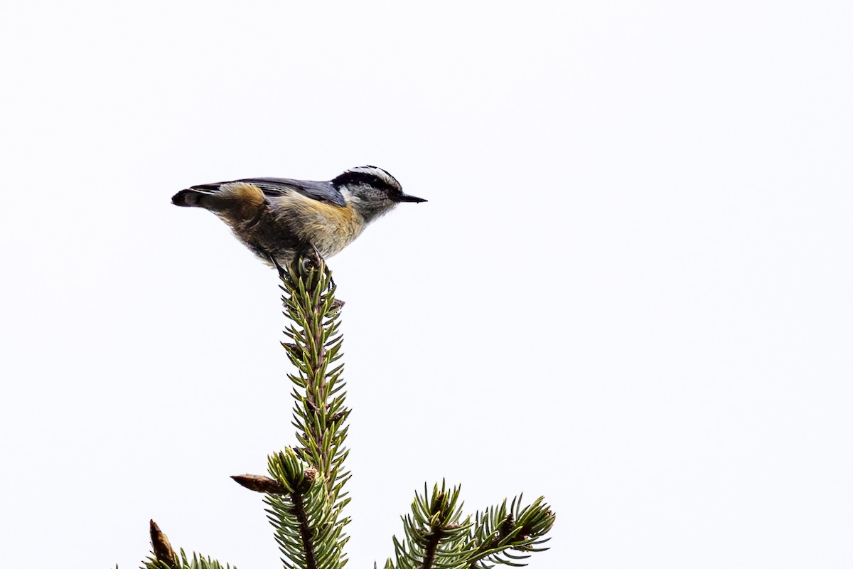 Red-breasted Nuthatch - ML619756690