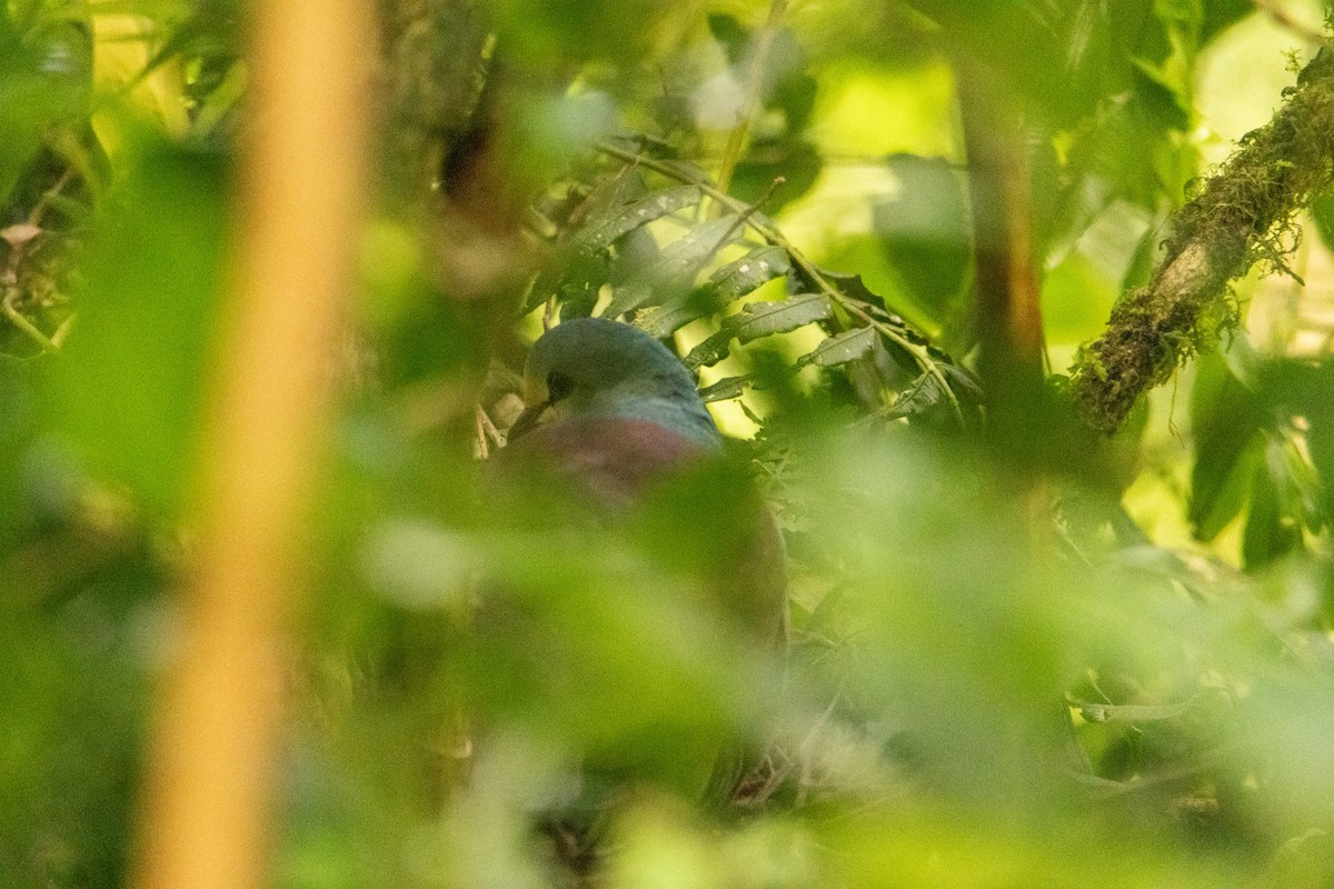 Buff-fronted Quail-Dove - ML619756730