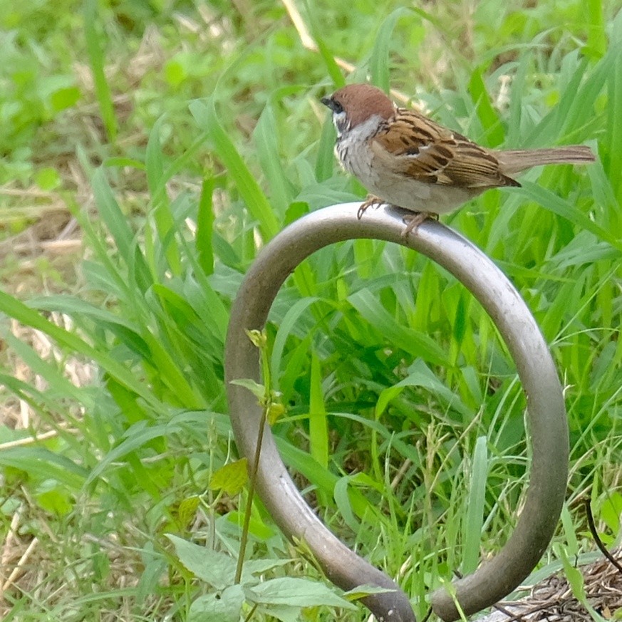 Eurasian Tree Sparrow - ML619756798