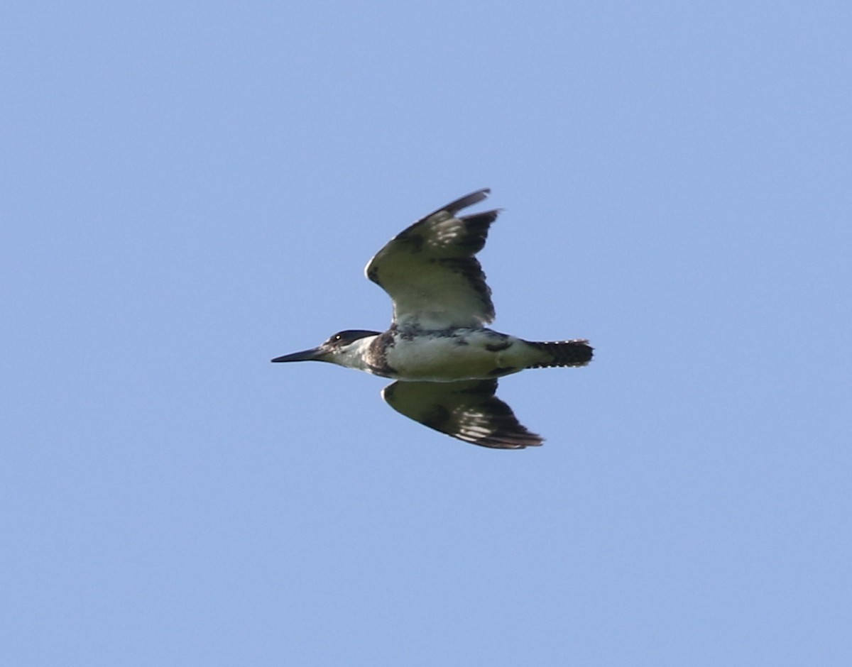 Belted Kingfisher - ML619756901