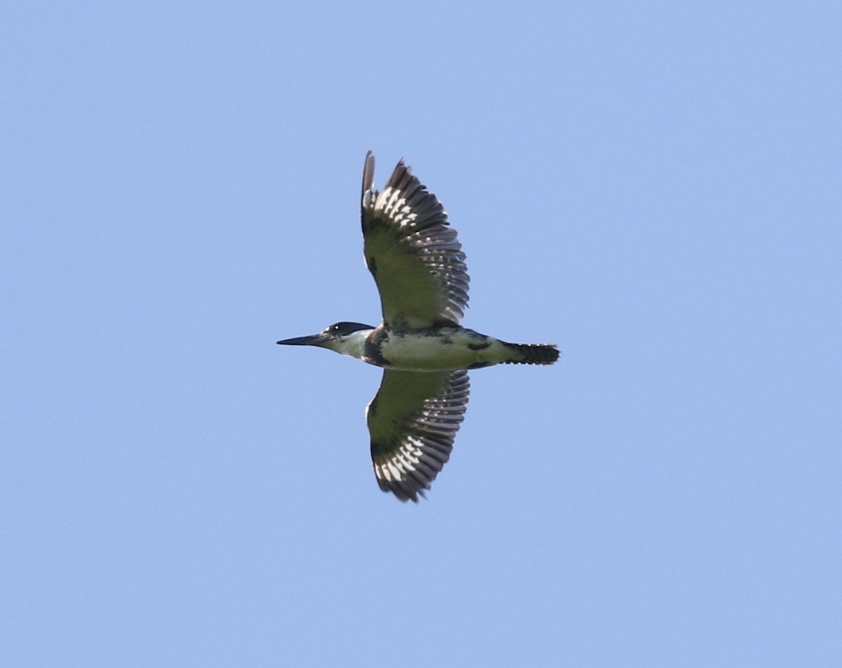 Belted Kingfisher - ML619756902