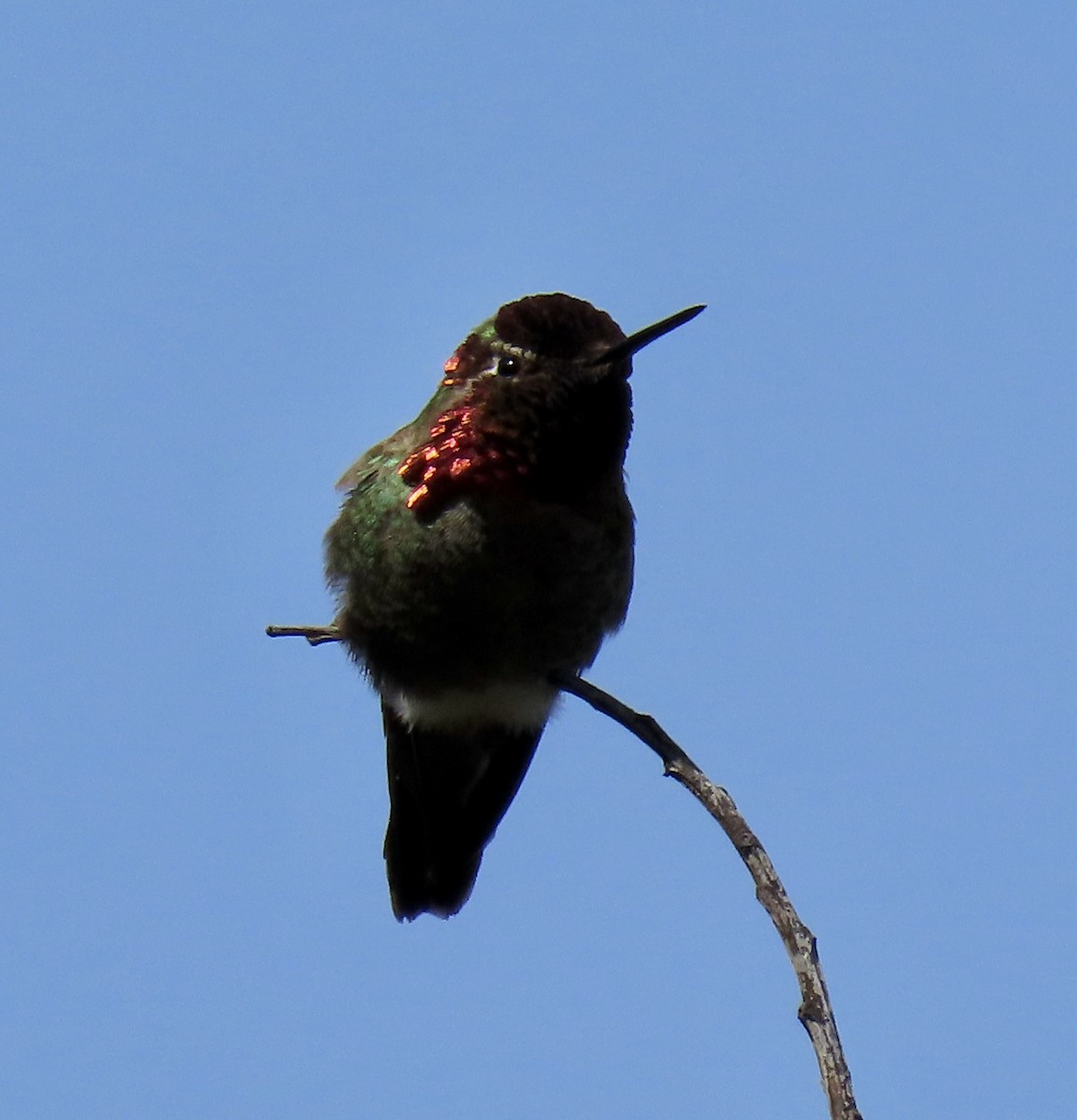 Anna's Hummingbird - ML619756939