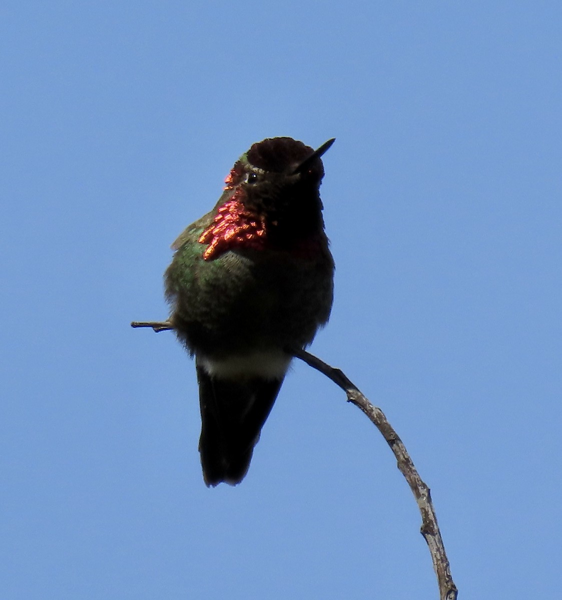 Anna's Hummingbird - ML619756940