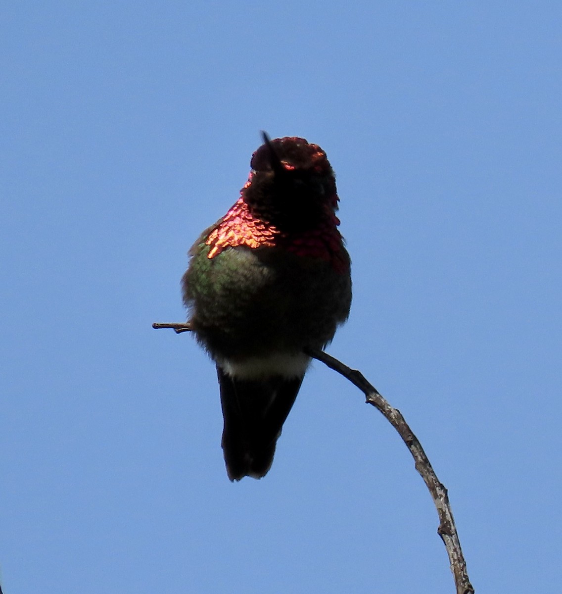 Anna's Hummingbird - ML619756941