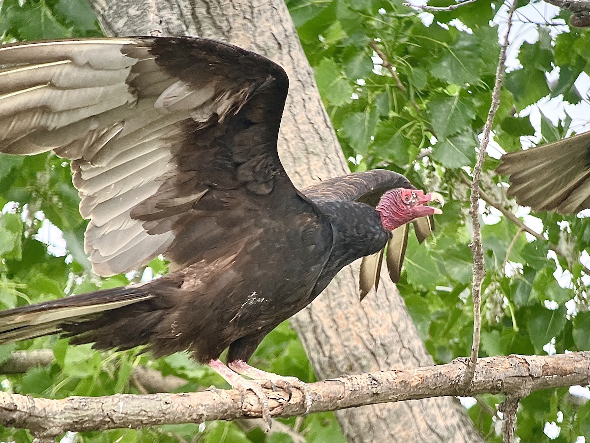 Turkey Vulture - ML619756944