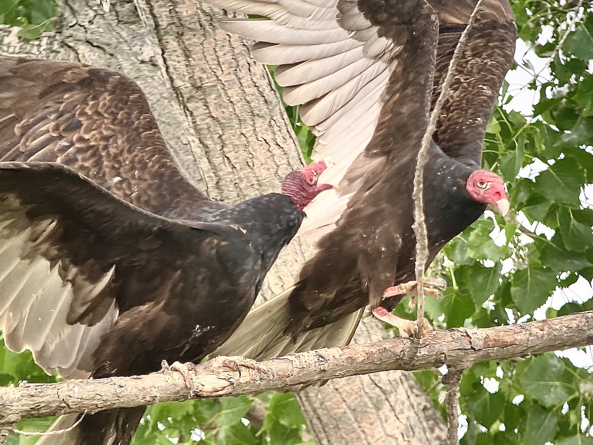 Turkey Vulture - ML619756945
