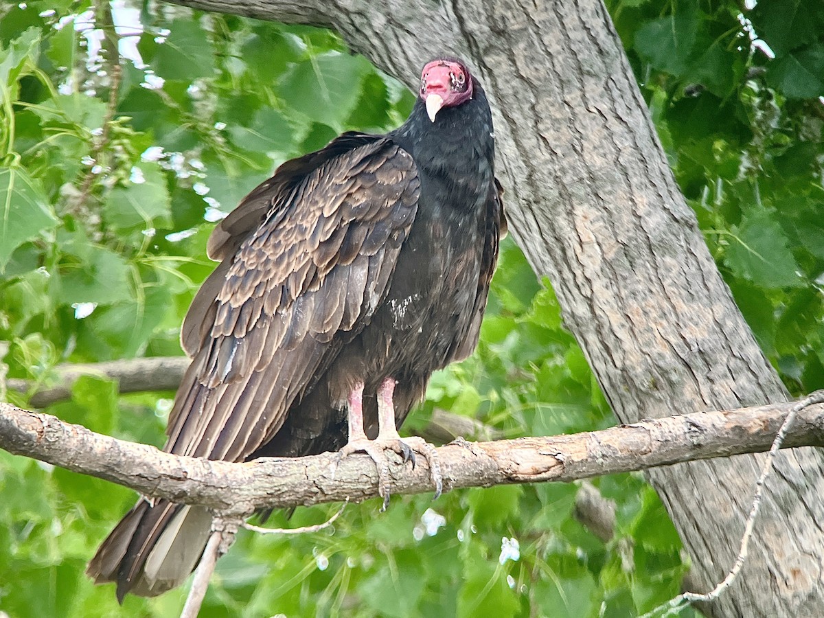 Turkey Vulture - ML619756949