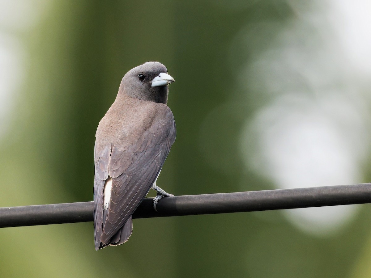 White-breasted Woodswallow - ML619756950
