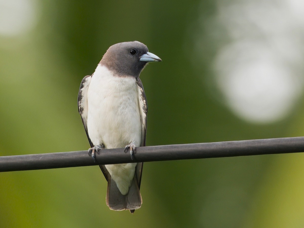 White-breasted Woodswallow - ML619756951