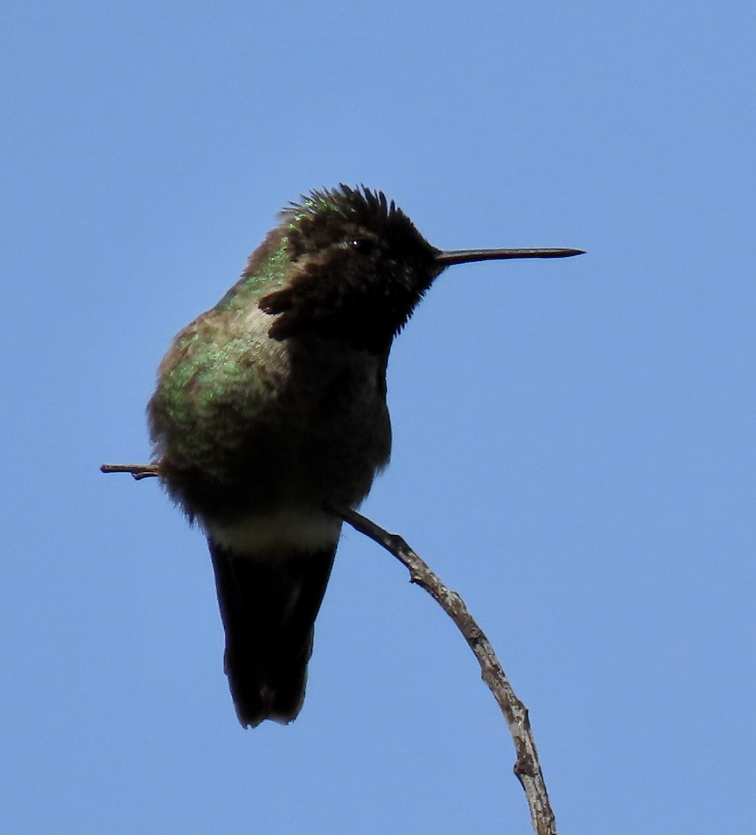 Anna's Hummingbird - ML619756952