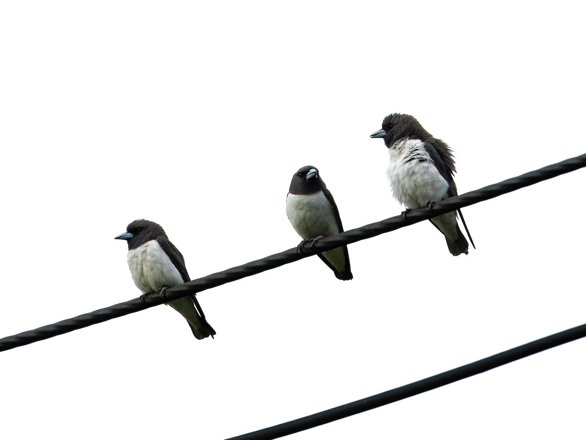 White-breasted Woodswallow - ML619756954