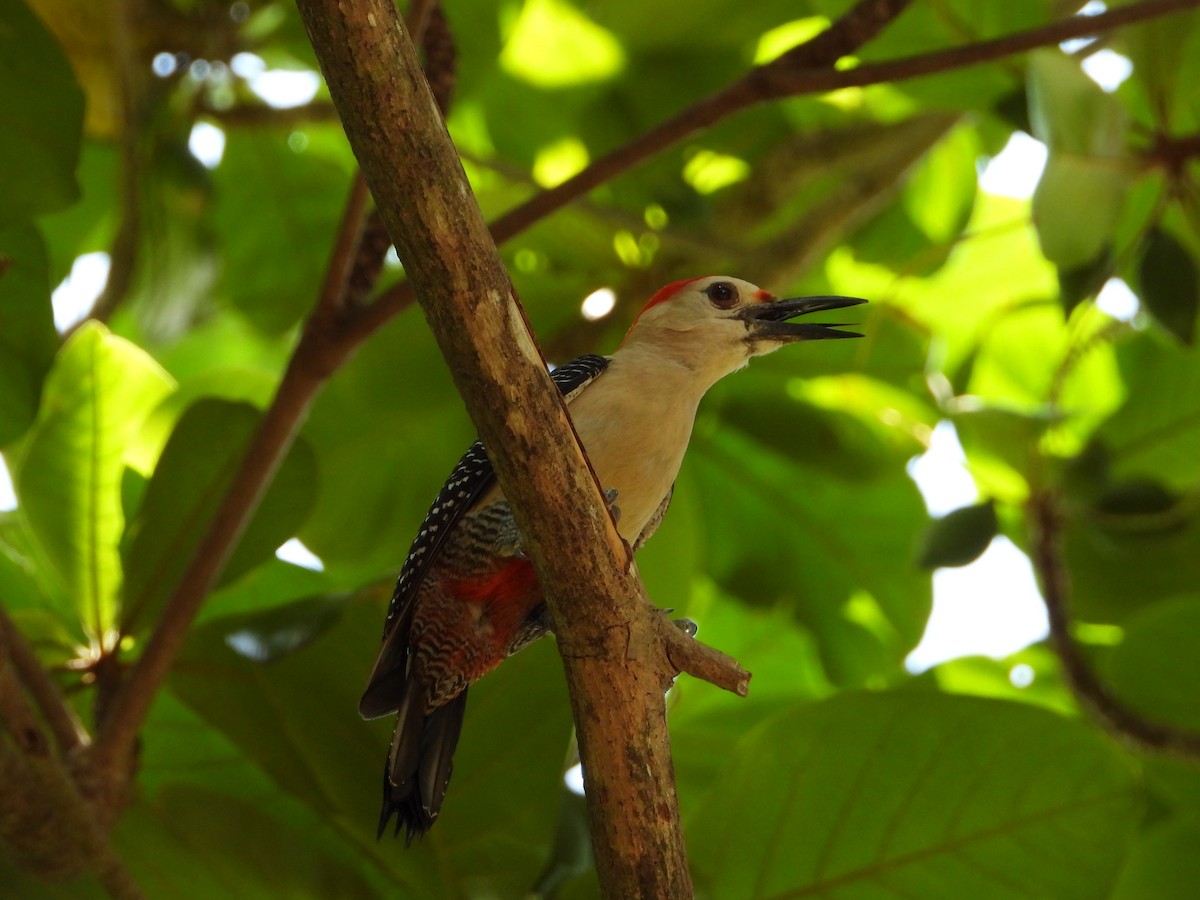 Golden-fronted Woodpecker - ML619756957