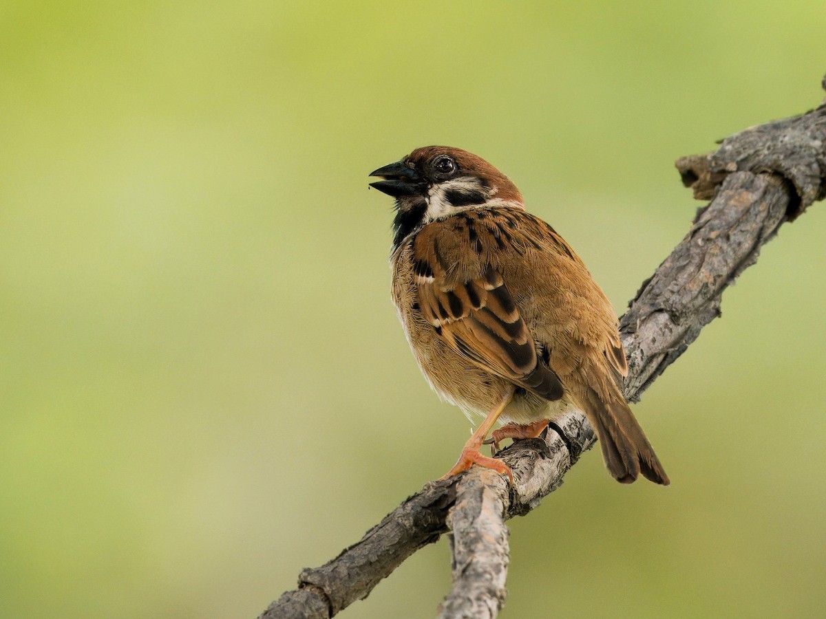 Eurasian Tree Sparrow - ML619756961