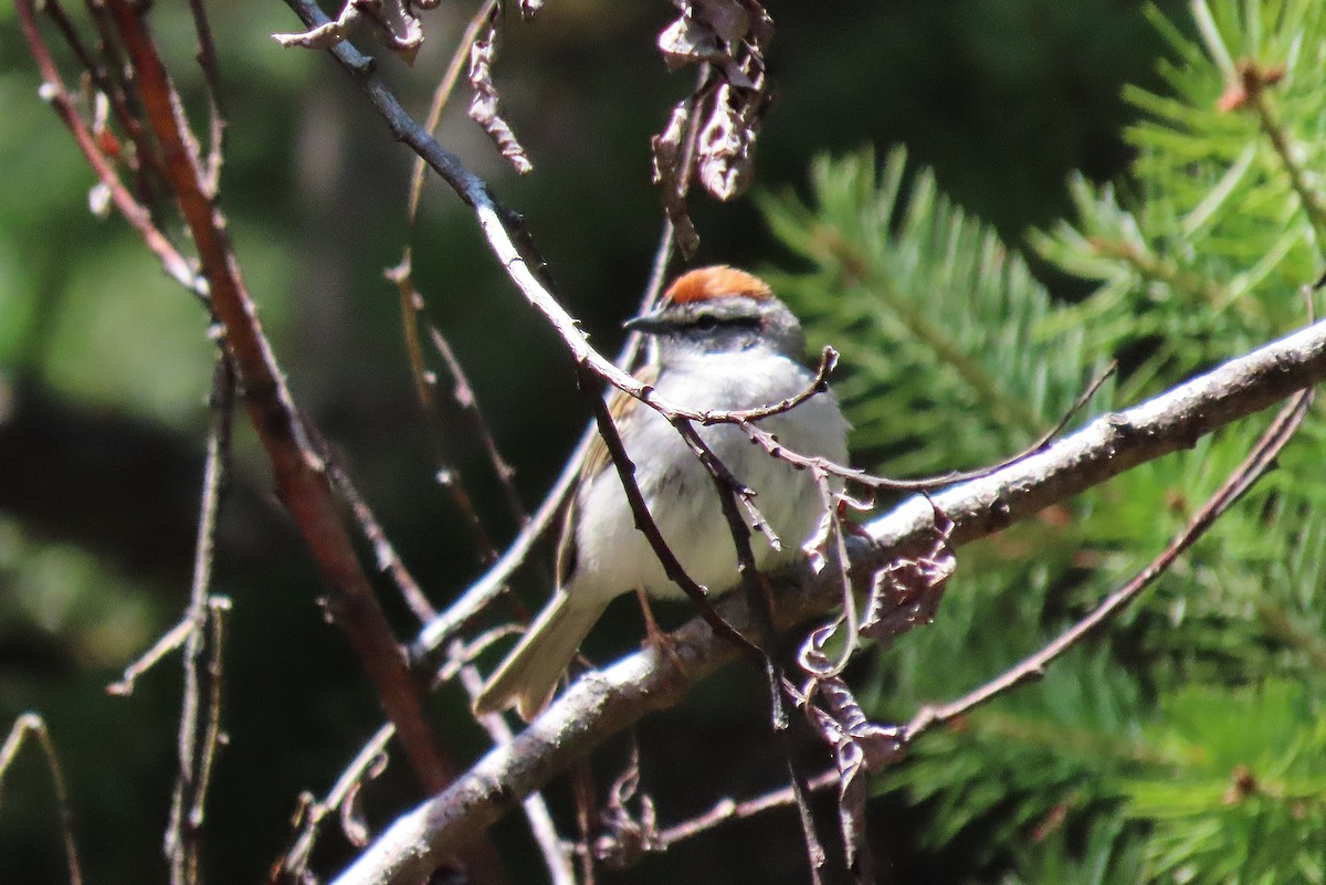 Chipping Sparrow - ML619757016