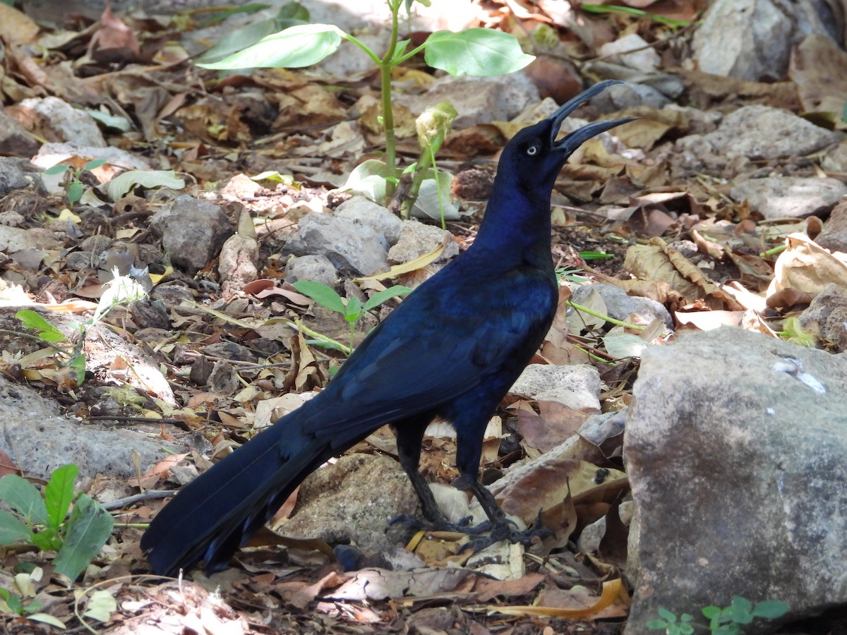 Great-tailed Grackle - ML619757018