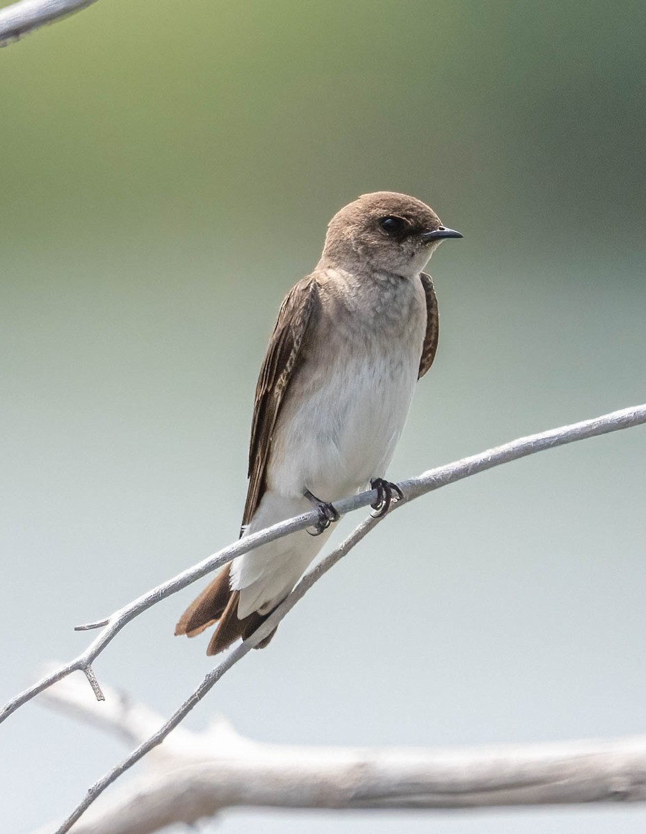 Northern Rough-winged Swallow - ML619757033