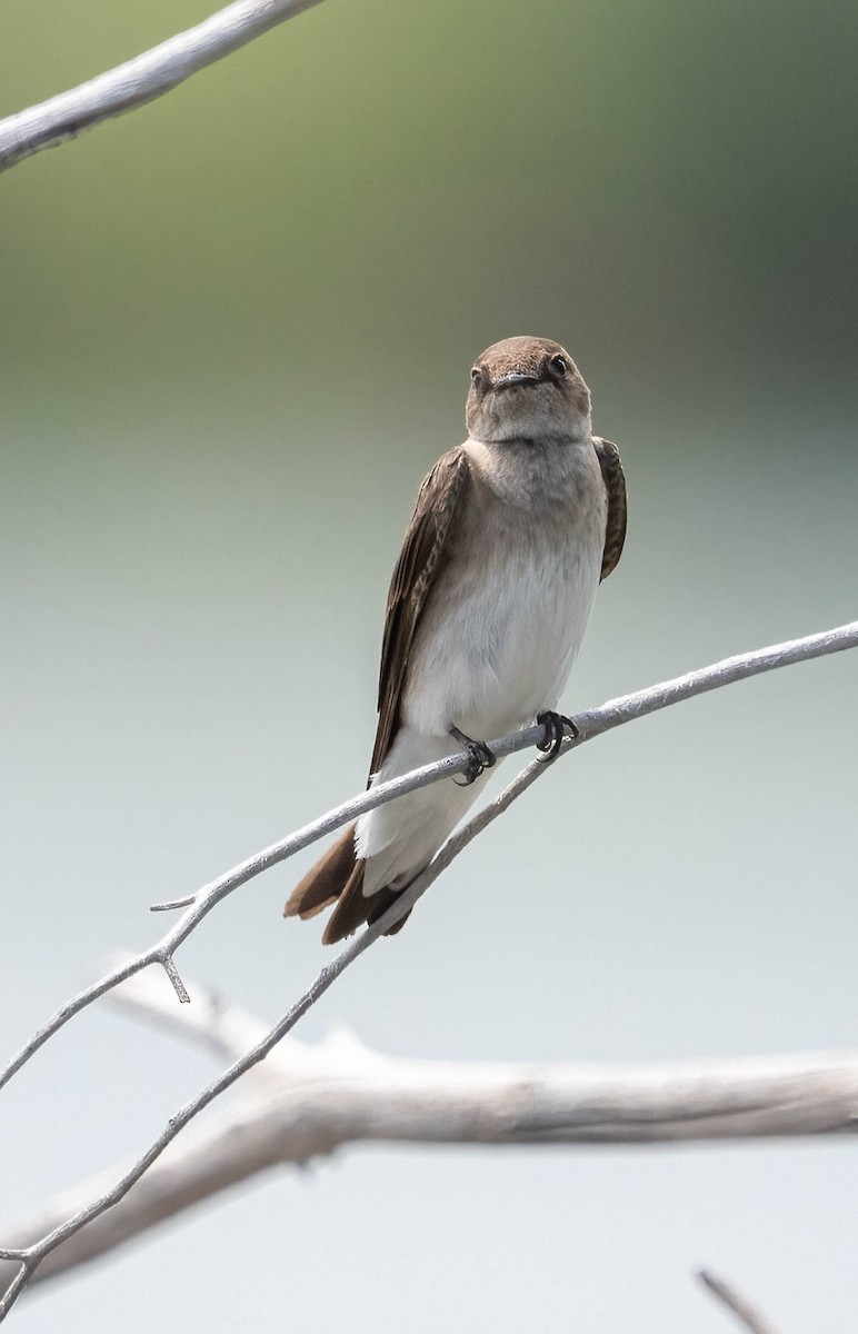 Northern Rough-winged Swallow - ML619757034