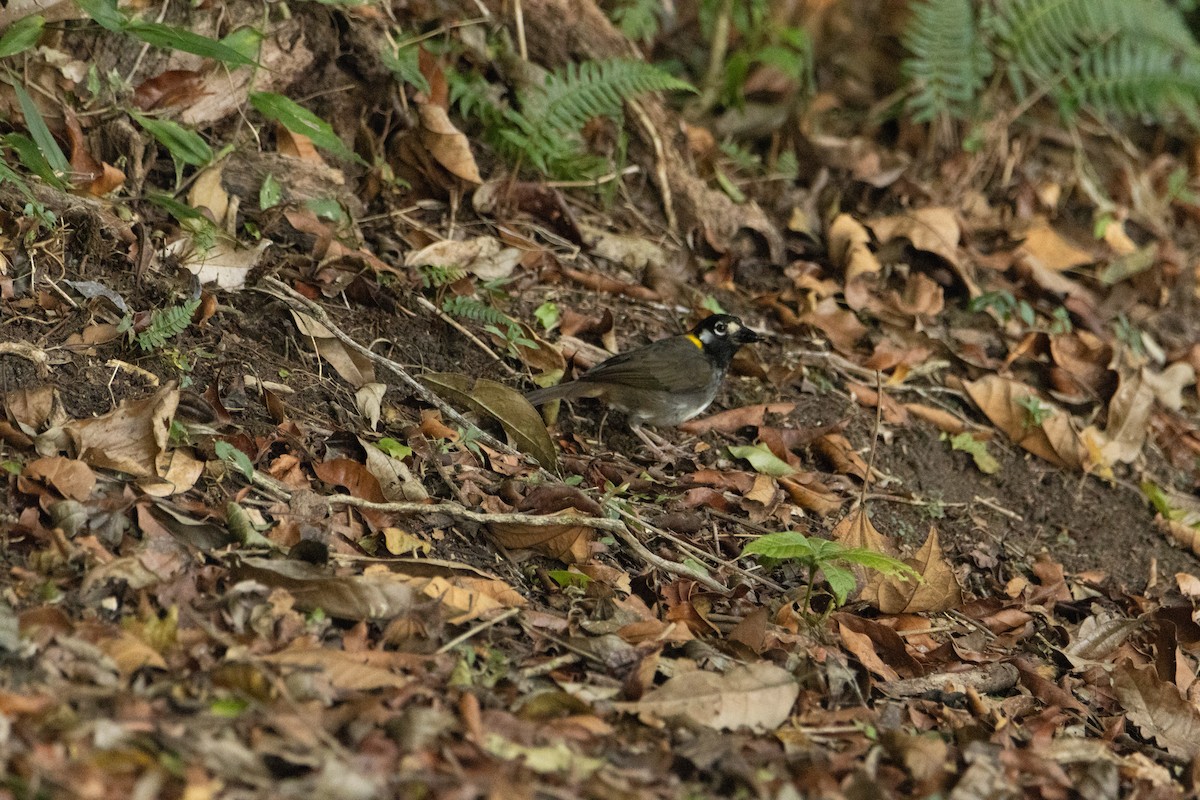 White-eared Ground-Sparrow - ML619757039