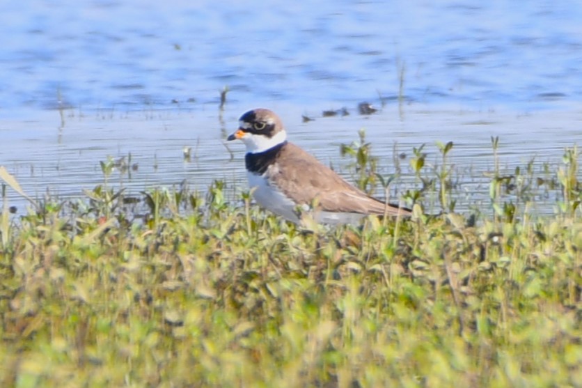 Semipalmated Plover - ML619757069