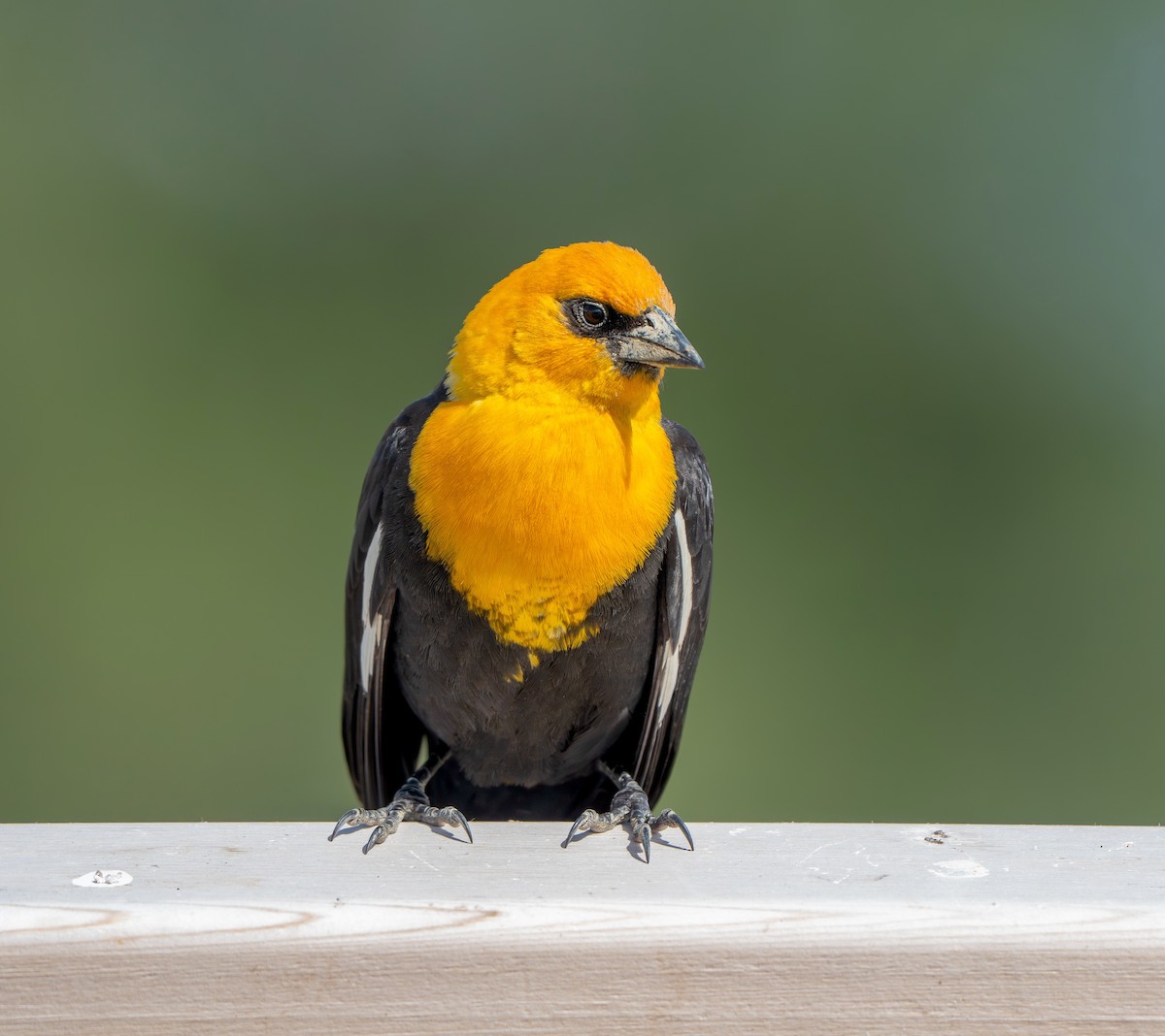 Yellow-headed Blackbird - ML619757137