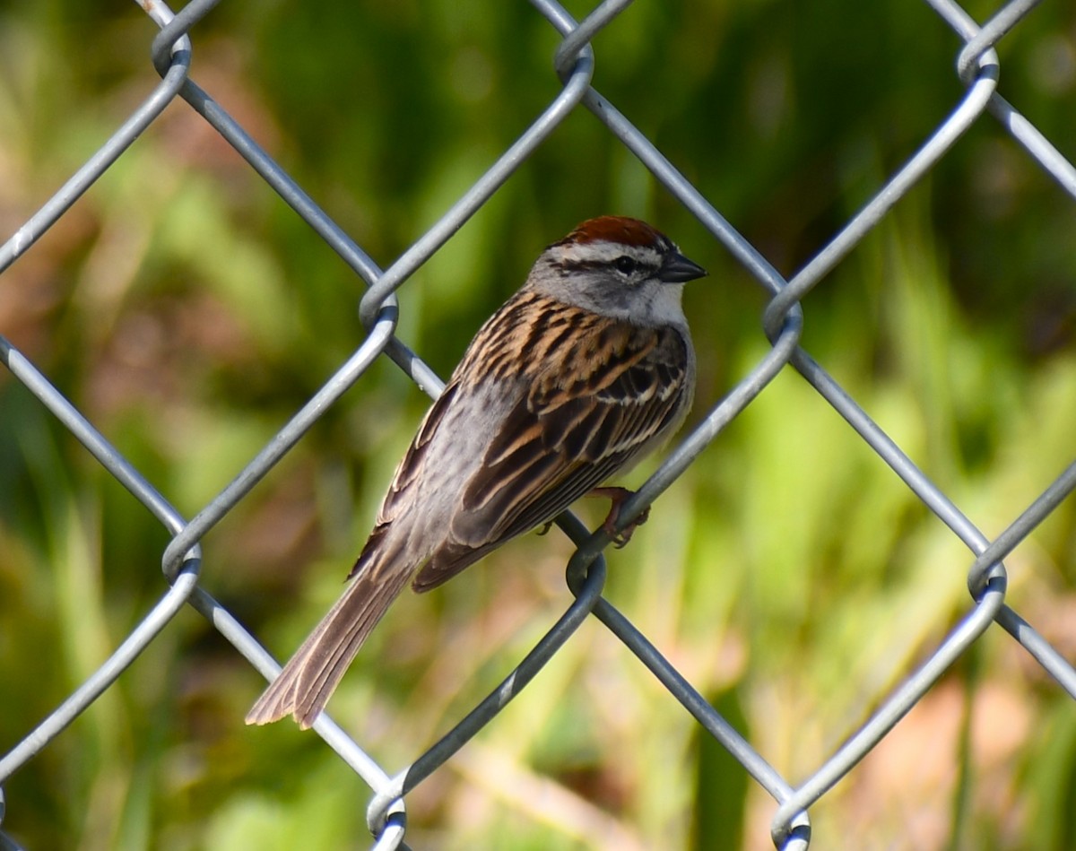 Chipping Sparrow - ML619757317
